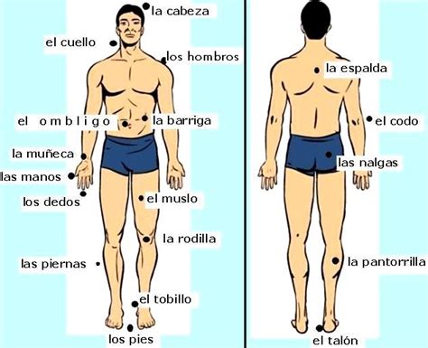 Dibujos Imagenes Biologia Sistema Aparato Dibujos Del Cuerpo Humano Y