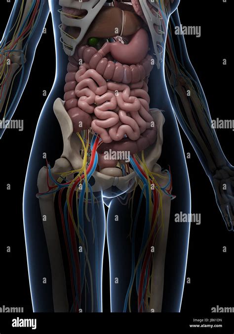 Female Body Diagram A Schematic Drawing Of The Human Female