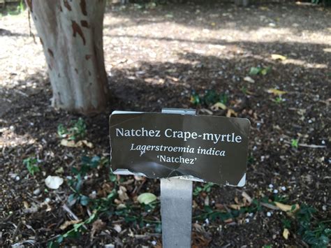 Maybe you would like to learn more about one of these? White flower is Natchez Crepe Myrtle | Crape myrtle ...