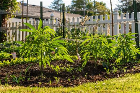 Useful Tips To Grow Cannabis In Your Own Backyard Houseaffection