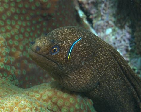 Under Pressure World Goldentail Moray With Cleaning Goby Dominica