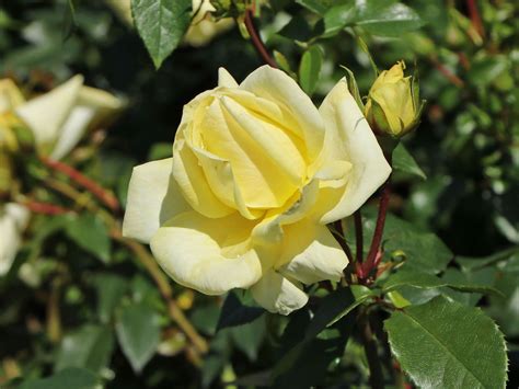 Edelrose Limona ® Schönstes Rosen Sortiment And Expertenwissen