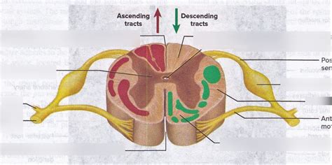 Cross Section Of Spinal Cord Showing Sensory Pathways Figure Diagram Quizlet