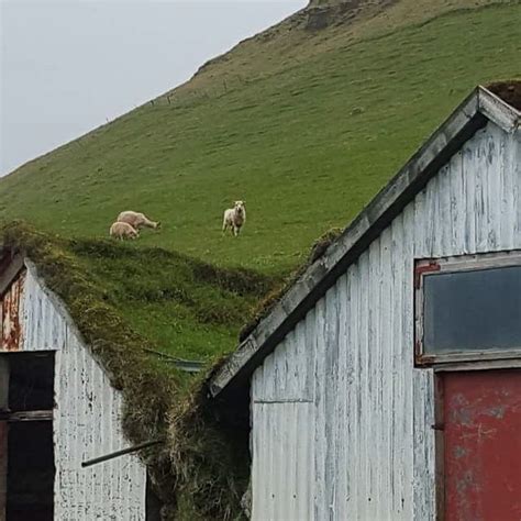 Discover The Charm Of Icelandic Farm Holidays