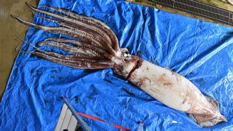 Worlds Most Elusive Giant Squid Could Be Monogamous Female Corpse