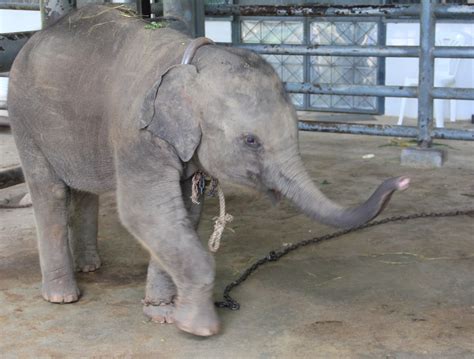 รพ.ช้างลำปางเร่งรักษาช้างน้อยป่วยขอบตาแดงสันนิษฐานติดเชื้อไวรัส