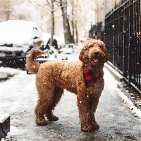 Types Of Goldendoodle Colors And Patterns 2022