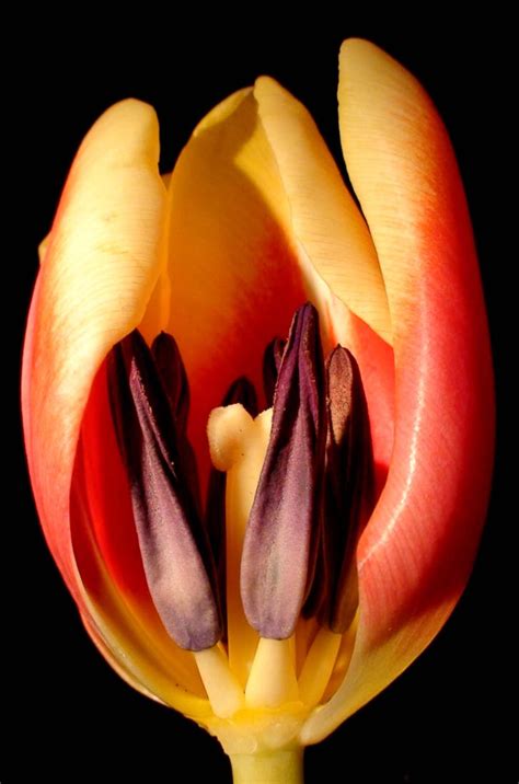 Tulip Anatomy By Ponderosapower On Deviantart