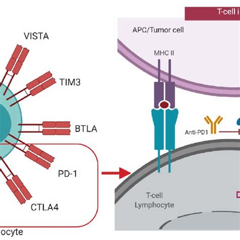 Mechanism Of Action Of Immune Checkpoint Inhibitors Btla B And T