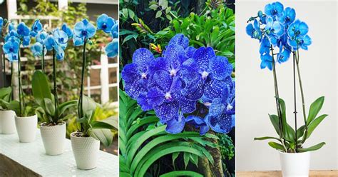 12 Best Types Of Blue Orchids Blue Orchid Meaning