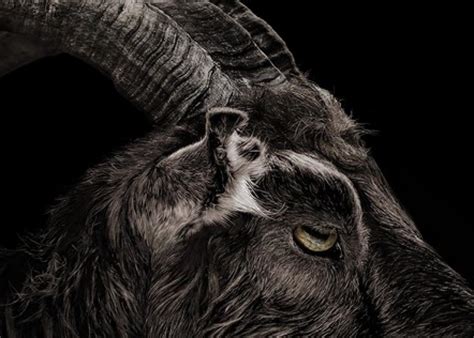 Goats And The Devil Origins Black Phillip In The Witch Isnt Alone