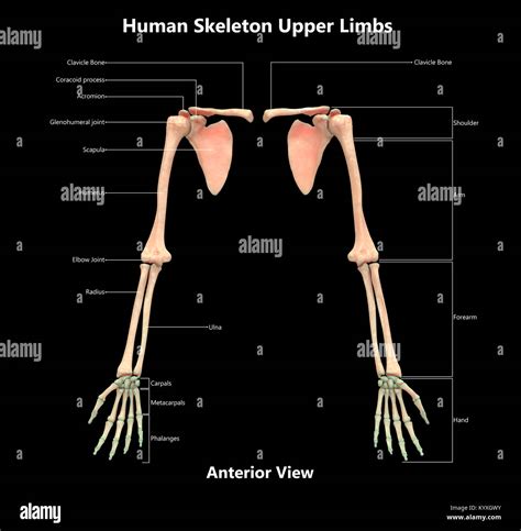 Skeleton Of Upper Limb Encyclopedia Anatomy App Learn