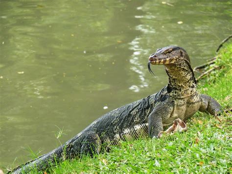 Water Monitor In Water Water Monitor Lizard Thailand Вараны Дикие