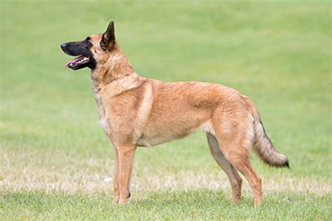 Belgian Shepherd Dog Malinois Breeds A Z Kennel Club