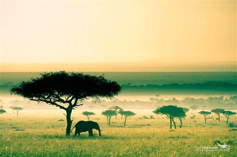 Sunset African Savanna 4k Wallpapers Hd Wallpapers Id