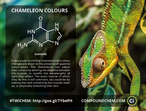 A New Study Found That Chameleon Skin Colour Changes Have A Completely