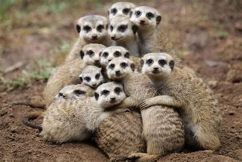 Meerkats Animal Hugs Cute Animals Animals Beautiful