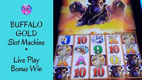 Buffalo Gold Slot Machine Live Play Bonus Win Mskitty Slot Channel