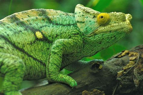 Parsons Chameleon Facts And Pictures Reptile Fact