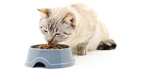 Can Cats Eat Dog Food Petsguided