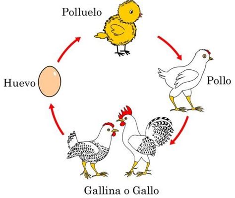 Características Comunes Que Compartimos Los Seres Vivos Significados