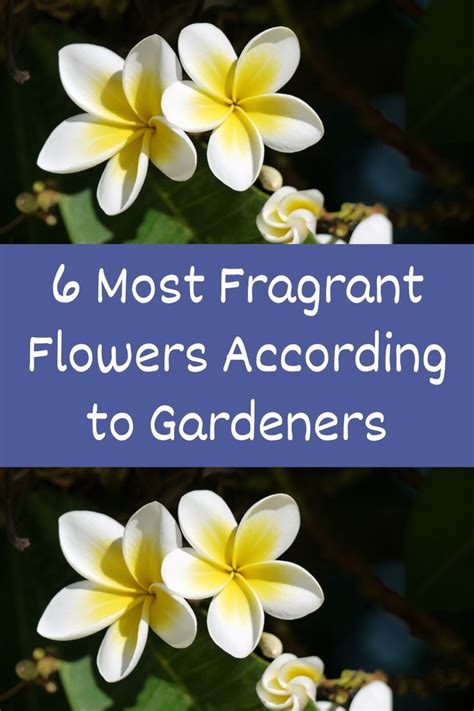 6 Most Fragrant Flowers According To Gardeners Grow Garlic Indoors