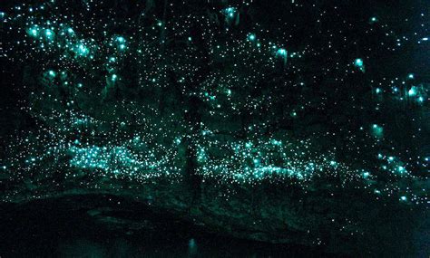 Eclectitude Bioluminescent Caves Of Waitomo