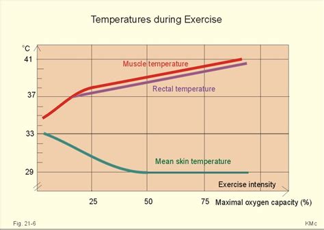 Why Body Temperature Increases During Exercise Exercisewalls