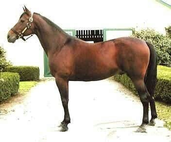 italian trotter horse breed information history  pictures