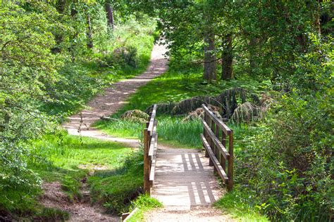 Free Images Forest Path Pathway Grass Outdoor Track Trail