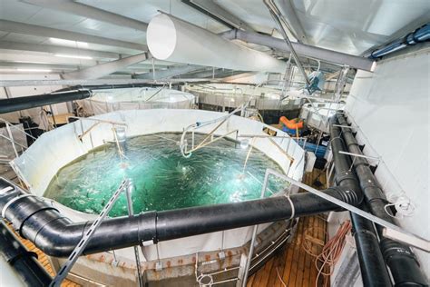 Shares in atlantic sapphire as are currently trading at nok140.5 and the price has moved by % over the past 365 days. Laksesystemer med Atlantic Sapphire-kontrakt: - Av stor ...