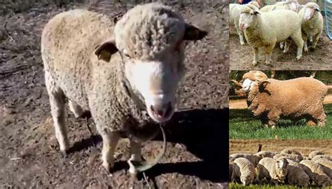 Delaine Merino Sheep Breed Everything You Need To Know
