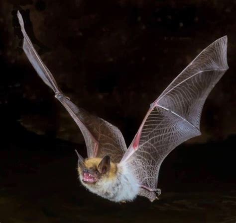 Seven Things To Know About Bats And Rabies Localhealthguide