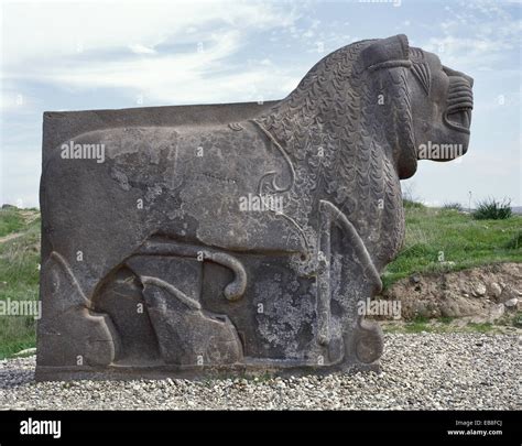 Neo Hittite Colossal Basalt Lion Found In 1955 Ain Dara Temple Syria