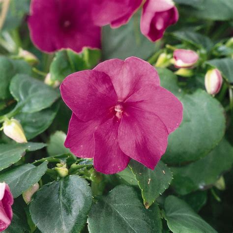 Home And Hobby Other Greenery 50 Seeds Impatiens Super Elfin Xp Red And