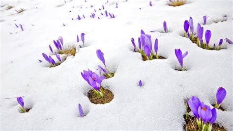 Melting Snow And Spring Flowers Time Lapse Stock Footage Video