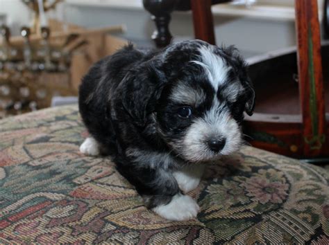 I am looking for a female, light coloring for companion and personal protection. Puppies for sale - Alabama Havanese