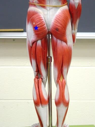 Posterior Pelvic Muscles Flashcards Quizlet