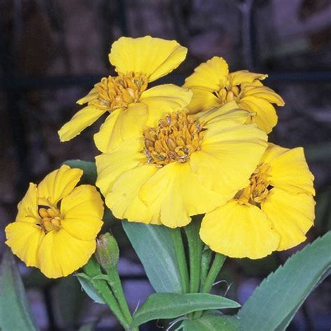 Texas tarragon also known as mexican mint marigold has instense anise flavored leaves. Mexican Mint Marigold - Plant Profiles - Heirloom Gardener ...