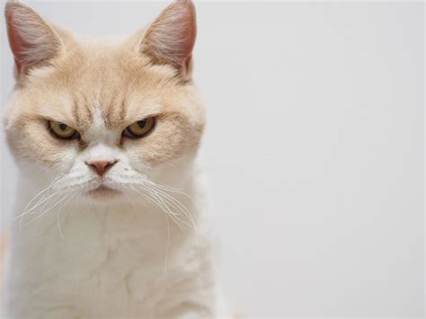 これでもゴキゲン 話題の怒り顔の猫小雪の怒ってなどいない がついに書籍化 ガジェット通信 GetNews
