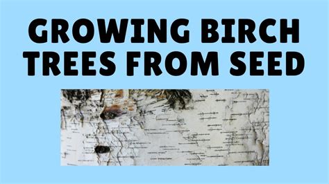 How To Grow Birch Trees From Seed Youtube