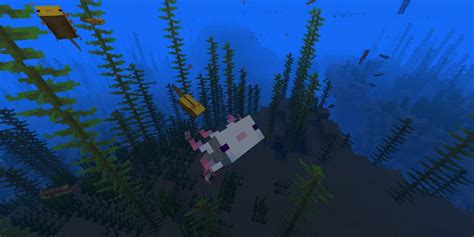 Minecraft Everything You Need To Know About Axolotls Gamers Word