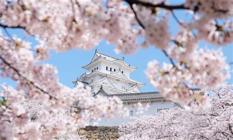 Japan Cherry Blossom Guide 2023 — This Life Of Travel
