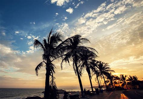 Coconut Palm Trees On Beach At Sunset Stock Photo Image Of Paradise