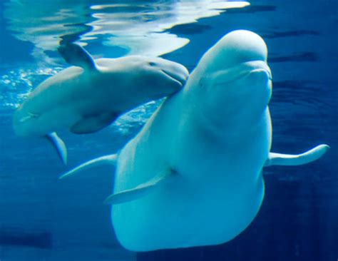 Beluga Whale Facts Picture Biological Science Picture