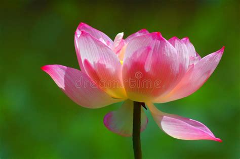 Beautiful Lotus Flower Stock Photo Image Of Purity Peace 6136000