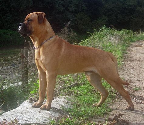 Bullmastiff Wikipedia La Enciclopedia Libre