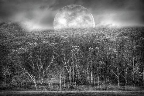 The Forest Awaits Under The Autumn Moon In Black And White Photograph