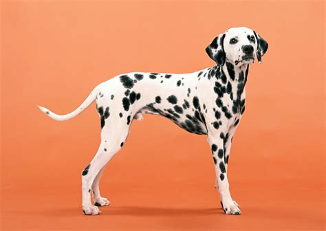 A Quick Look At Why Dalmatians Are Firedogs