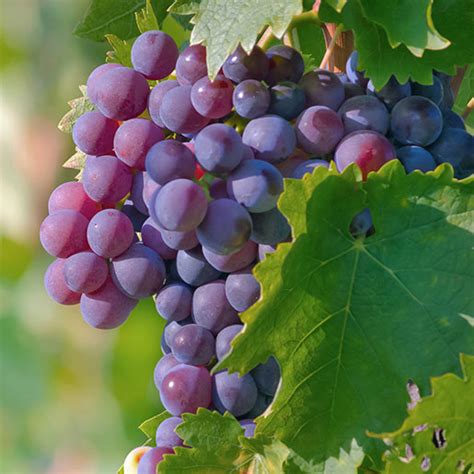 It feeds skin and hair with nourishing vitamins, antioxidants, and essential fatty acids. Grape Seed Extract | NCCIH